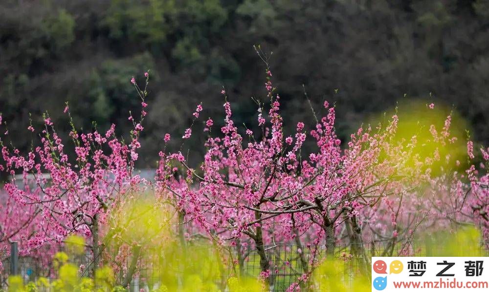 在张问陶的笔触中流淌的江南春光：轻舟荡漾，桃花嫣然，柳枝摇曳，醉人诗篇映照时光之美！