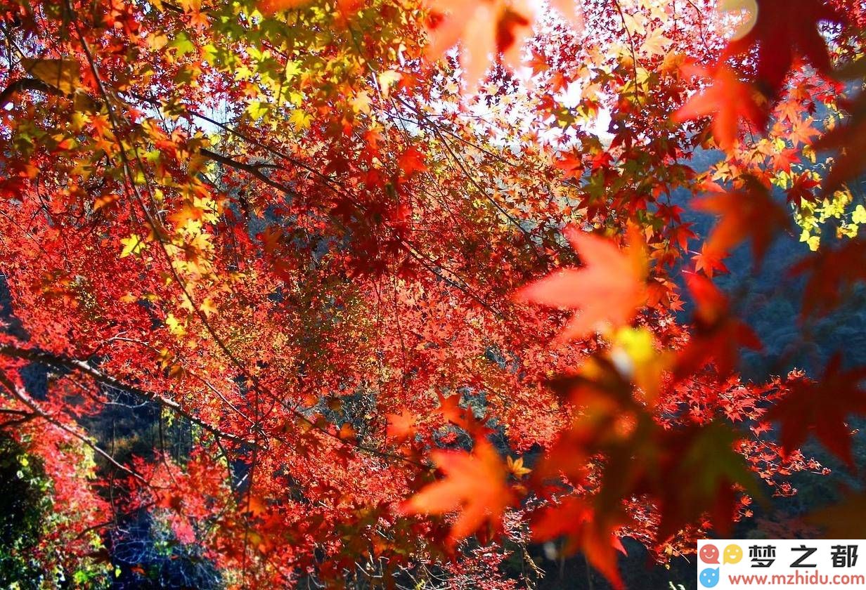 秋天的童话：探索拍攝紅葉的五大創意技巧，讓你的作品更具魅力
