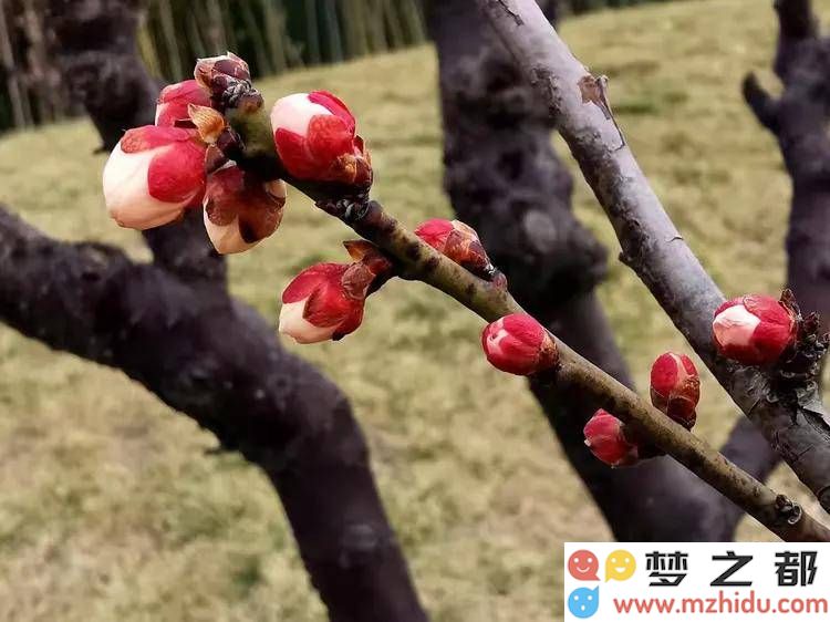 春天的诗意：四首七律颂扬大自然的美丽与和谐