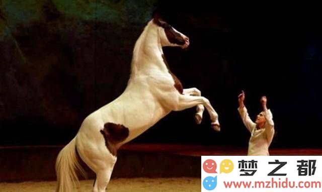 唐代舞马盛况揭秘:西域名马如何荣耀入宫并接受精细化管理的全过程