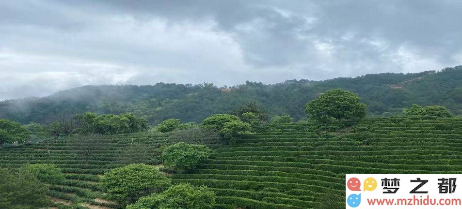 翠绿茶园满山坡