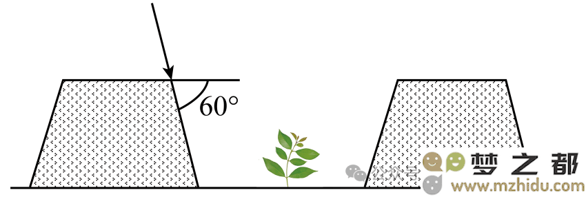 经济苗木种植垄沟示意图