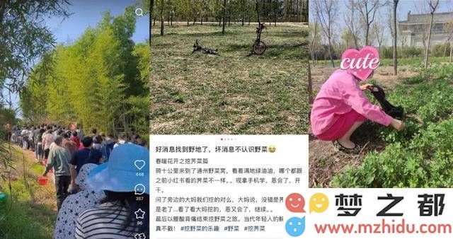 都市年轻人的乡野生活热潮：挖野菜与种蓝莓，仿佛回归陶渊明的自然田园梦