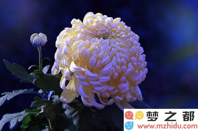 菊花傲霜，四君子之雅韵，摄影作品如诗如画，展现季节之美！