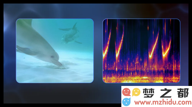 谷歌发布全新AI技术以帮助破解海豚“沟通方式”的奥秘和语言