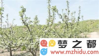 千亩梨园展现非遗文化魅力，乡村振兴美丽画卷静静展开