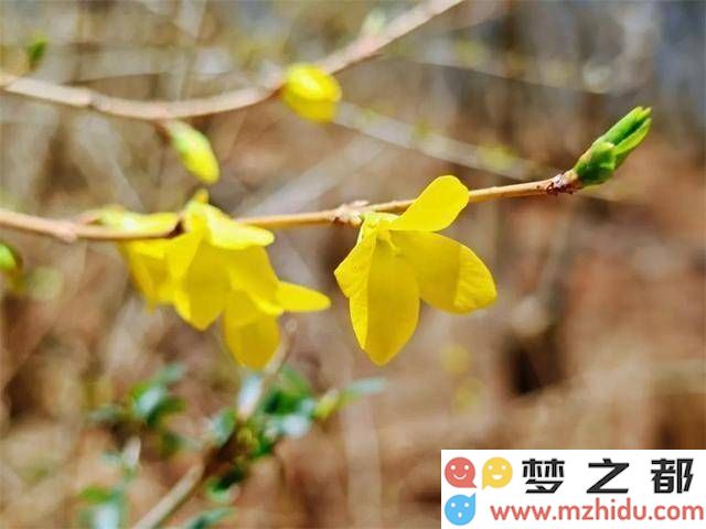 春雨绵绵滋养九峰，探寻隐秘的春日山色与空蒙之美