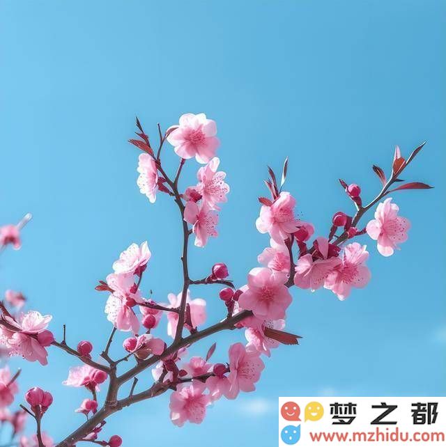 梅花谷花海