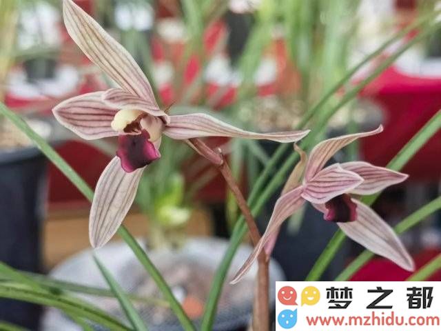 春暖花开弥勒寺，兰花展盛况空前，书画艺术共融兰香之美