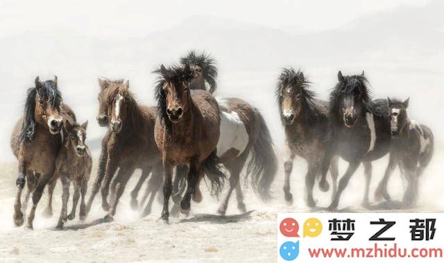 徐悲鸿倾尽心血购得珍贵古画，如今价值高达50亿，他一生究竟留下了怎样的高尚文化遗产？