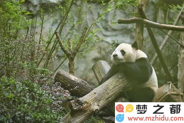 讲述中国四川的精彩故事，2025四川优秀文学扶持计划正式开启，征稿额度高达20万元！