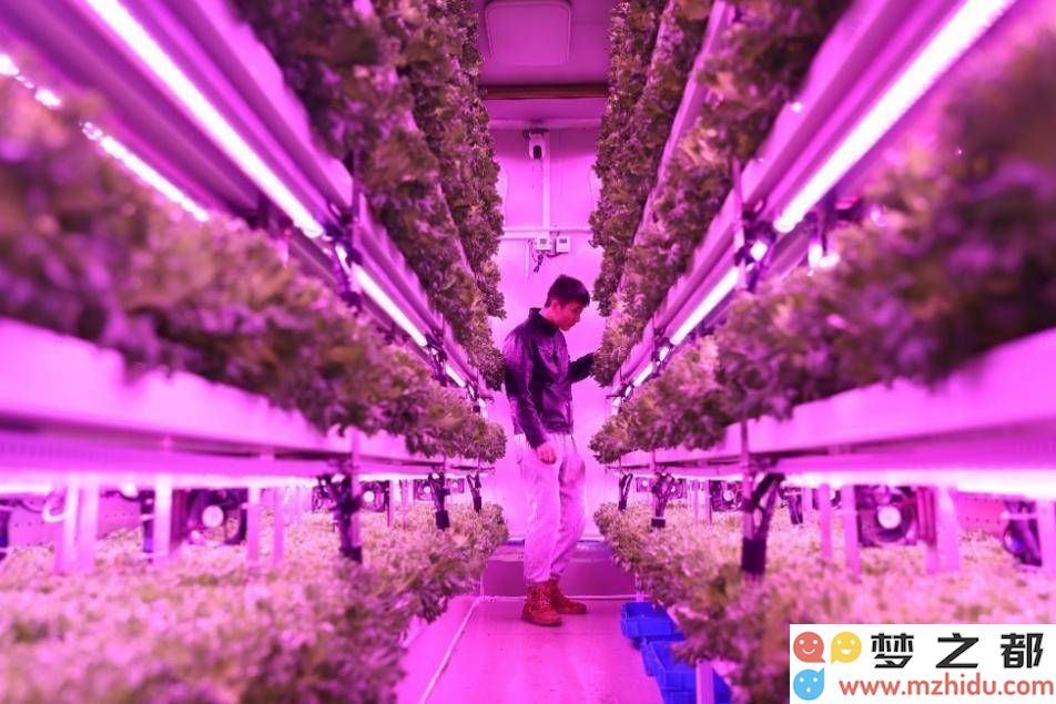 拼多多2024财报表现突出，陈磊指出高质量发展战略将推动电商行业的新篇章